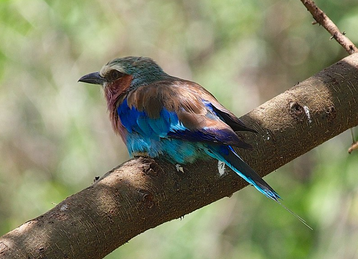 Bird Watching in Lake Manyara