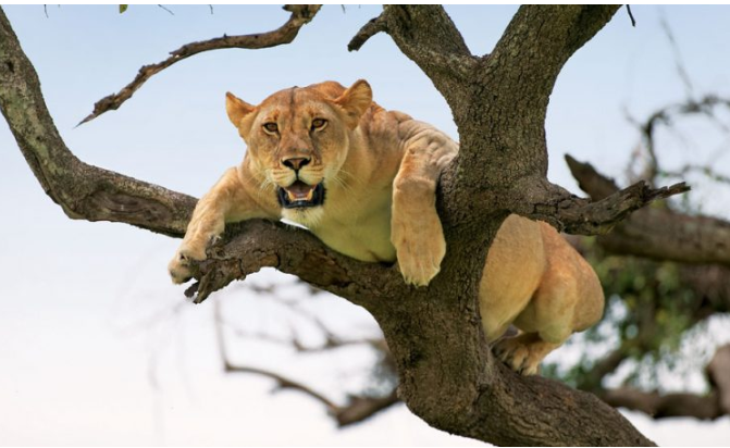 Tree-climbing Lion