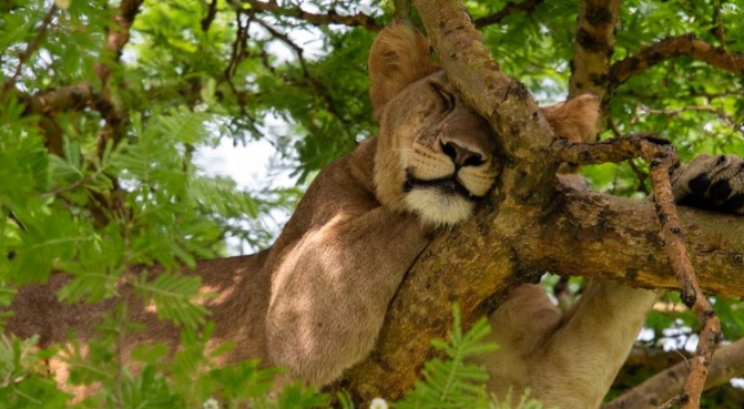 Lake Manyara Image 2