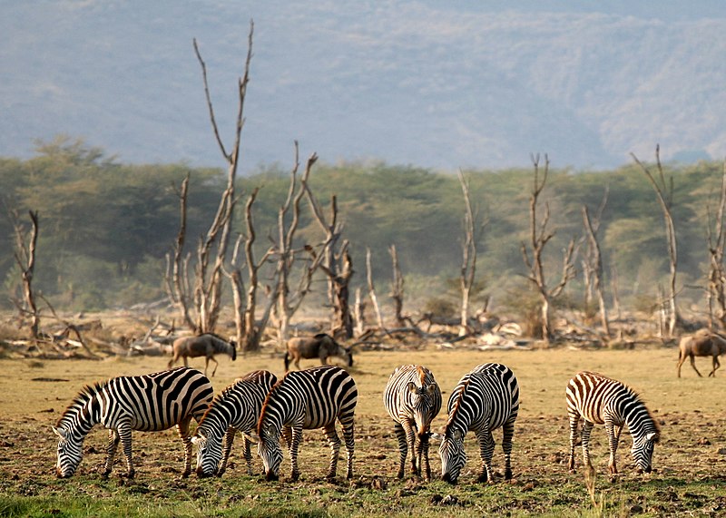 Lake Manyara Image 1