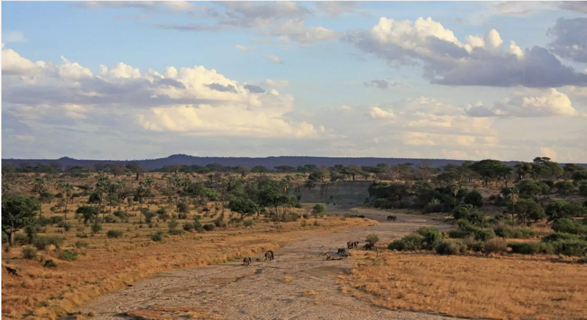 Tarangire Image 1