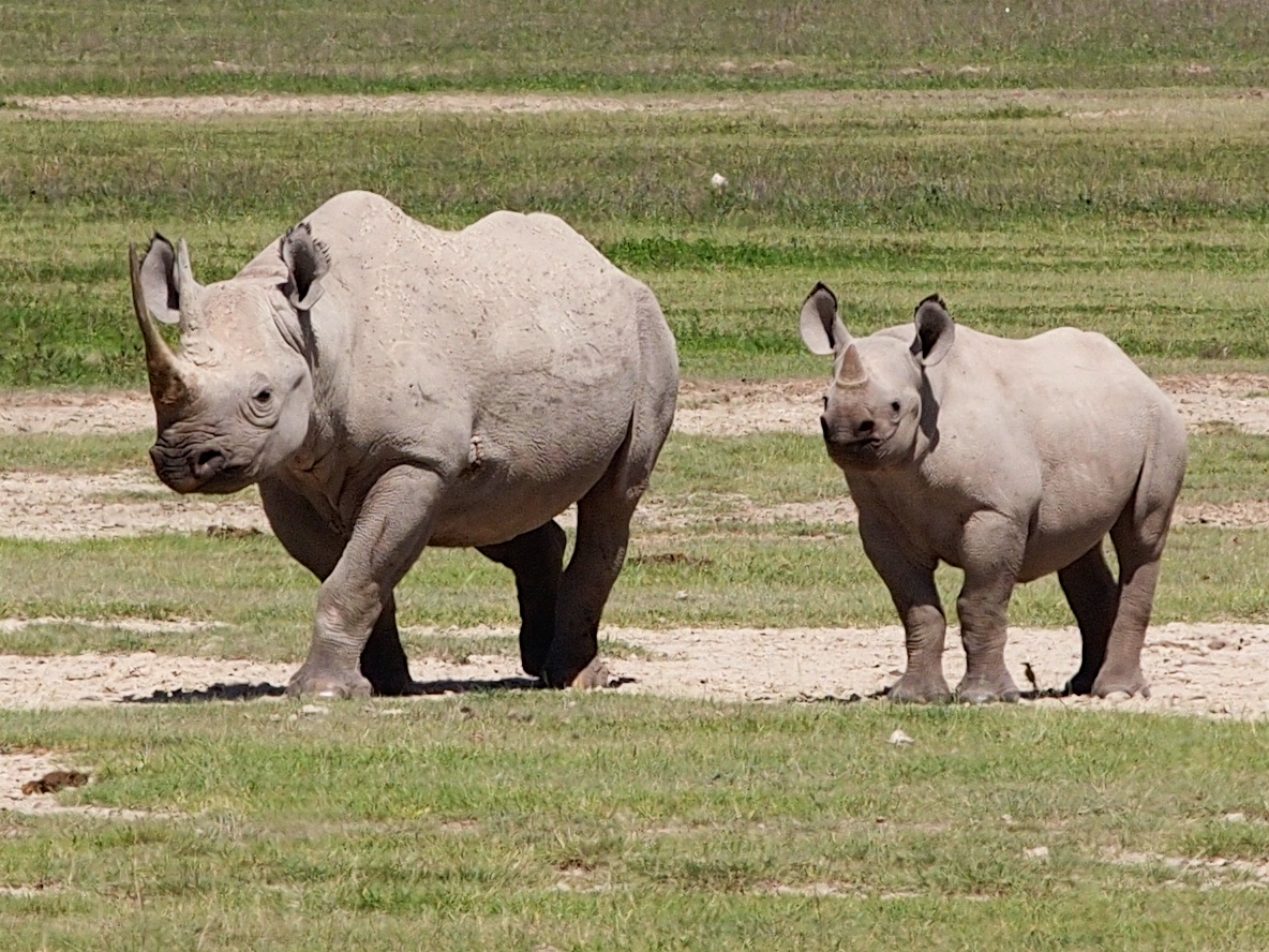 Ngorongoro Safari