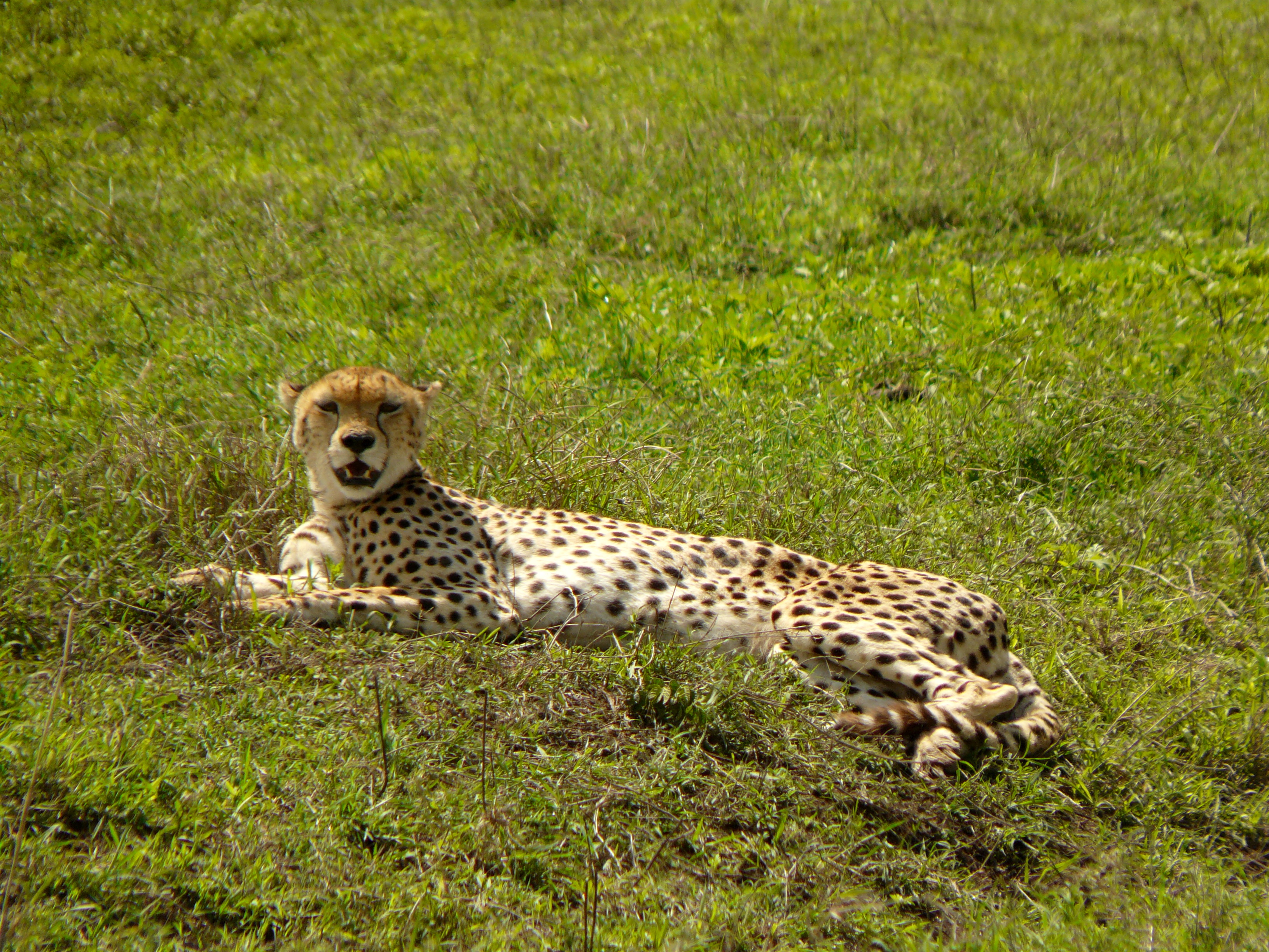 Ngorongoro Crater