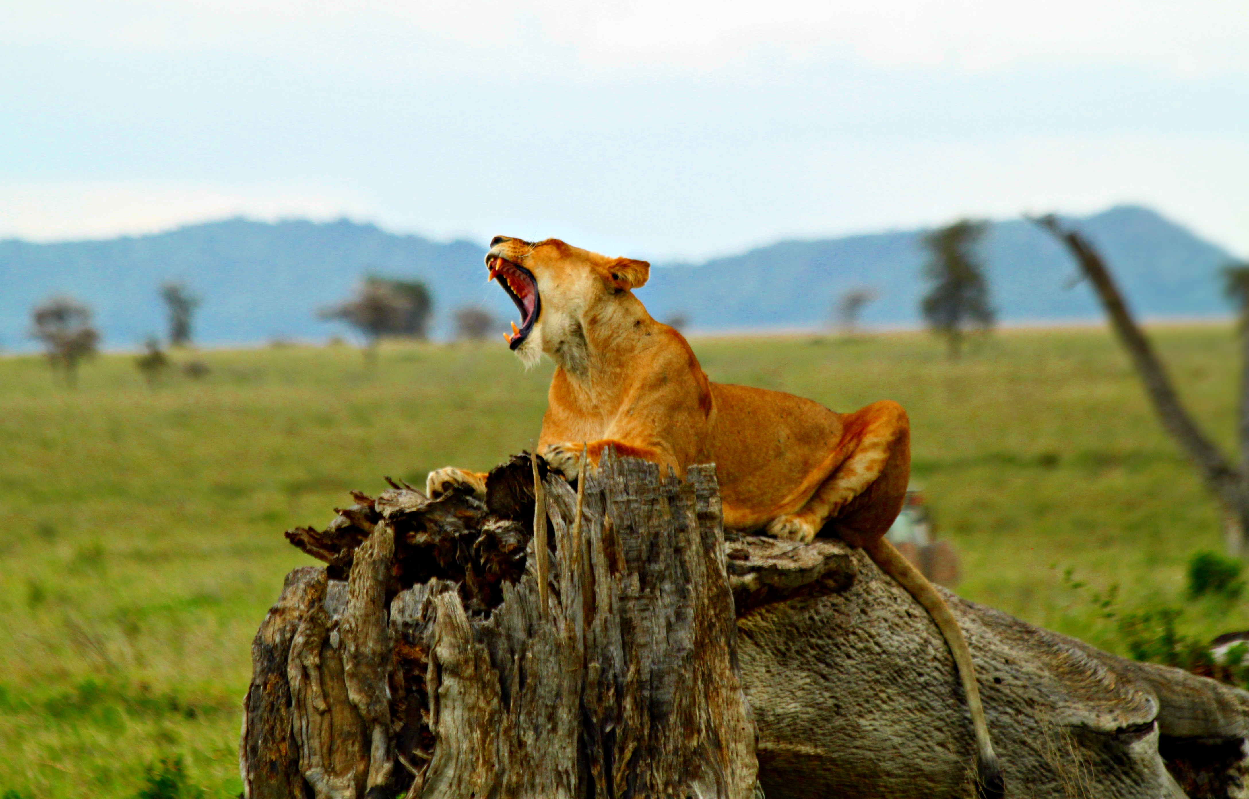 Ngorongoro Lion