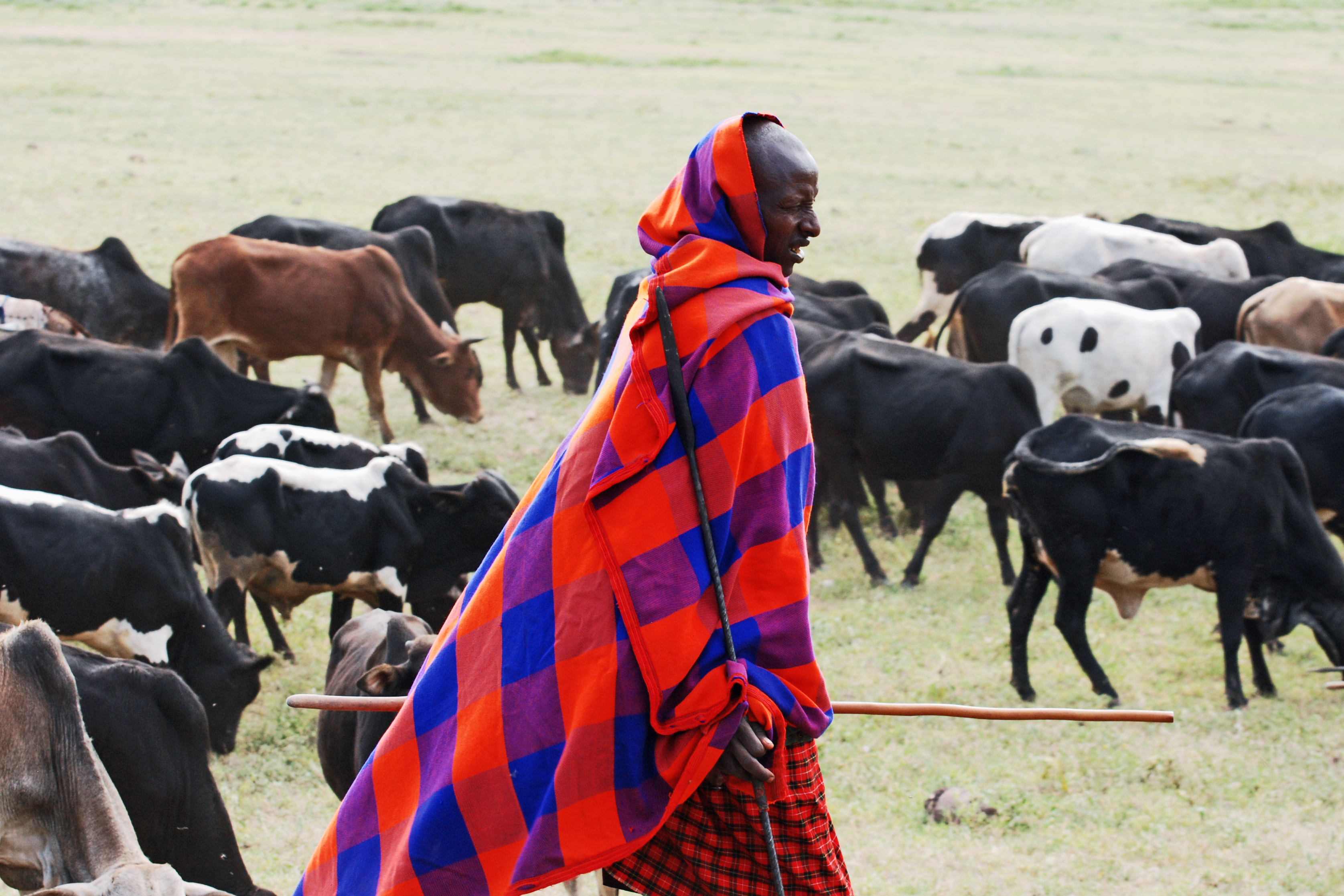 Ngorongoro View