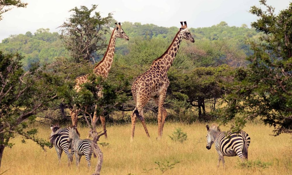 Selous Wildlife