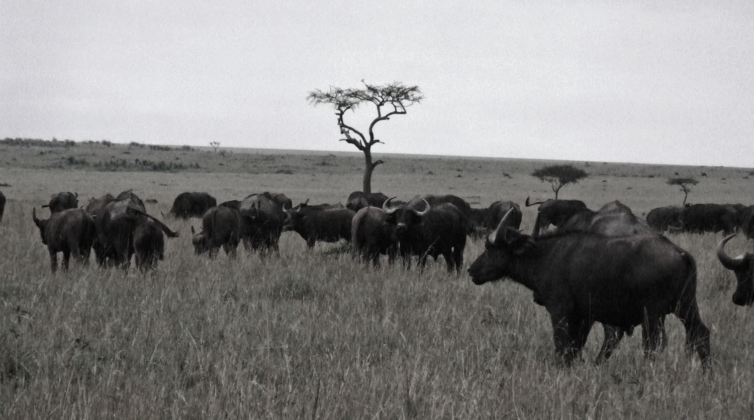 Serengeti Image 2