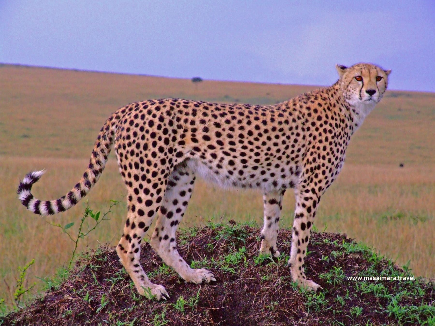 Serengeti Image 1