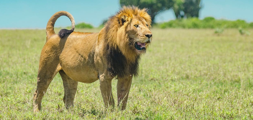 Serengeti Wildlife