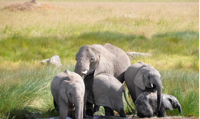 Elephants in Serengeti