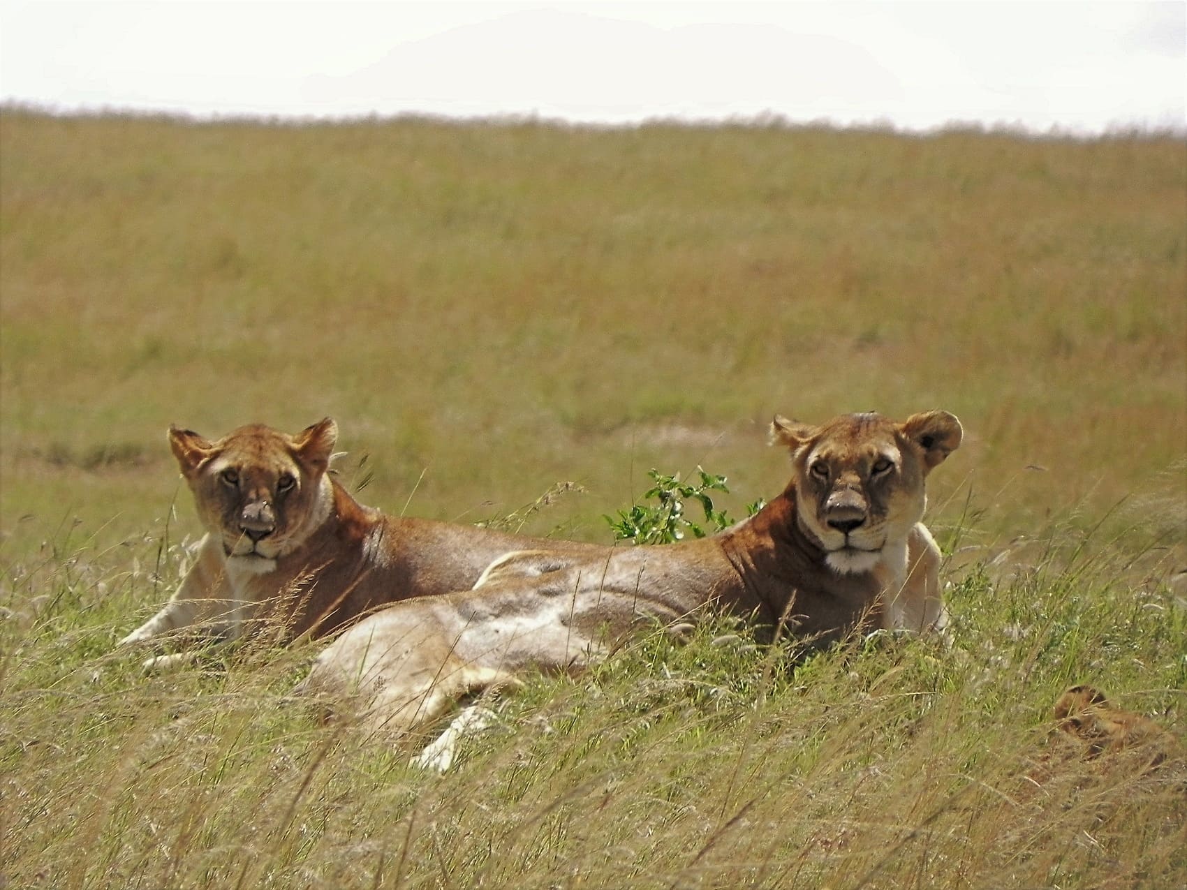 Game Drive in Serengeti