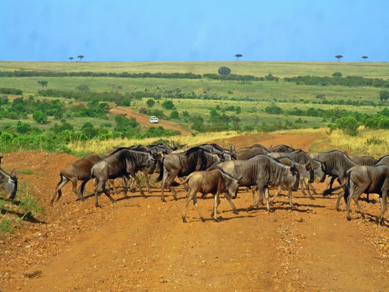 Great Migration in Serengeti