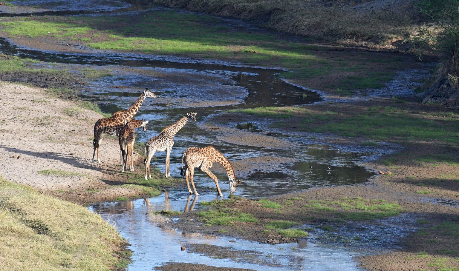 Tarangire Image 1